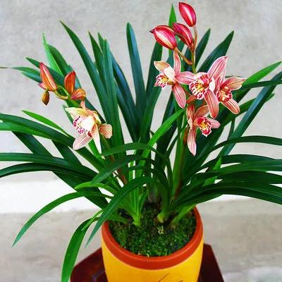 分享圖片：大紅精品蘭花66款