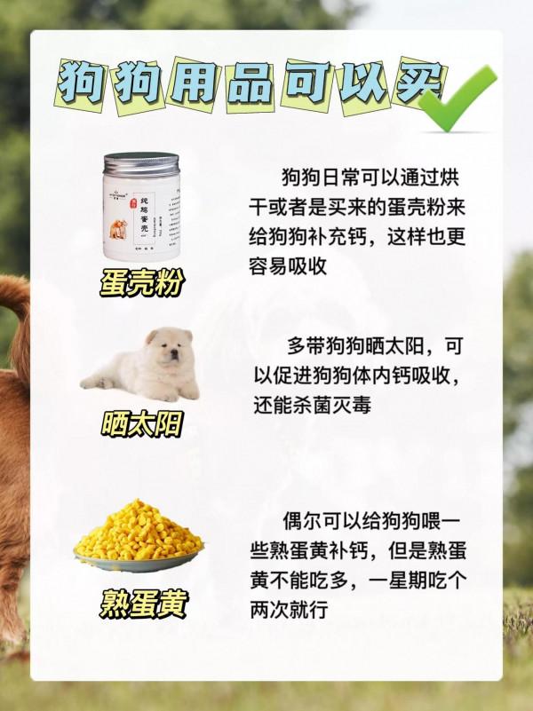 養狗都有那些智商稅！這都是導致狗狗身體不好的原兇