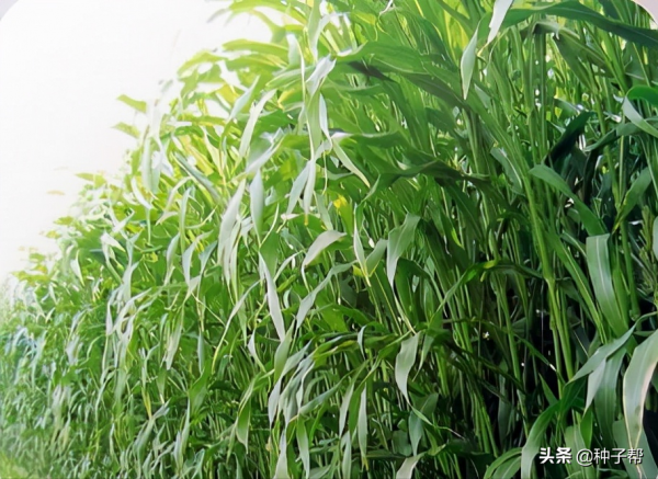 河南養牛種什麼草？這個牧草畝產1.5萬公斤，栽培簡單，年收6茬