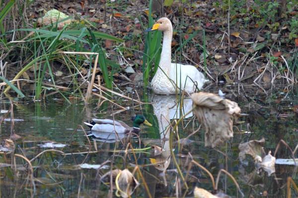 “稀客”駕到！野生白天鵝做客中山公園