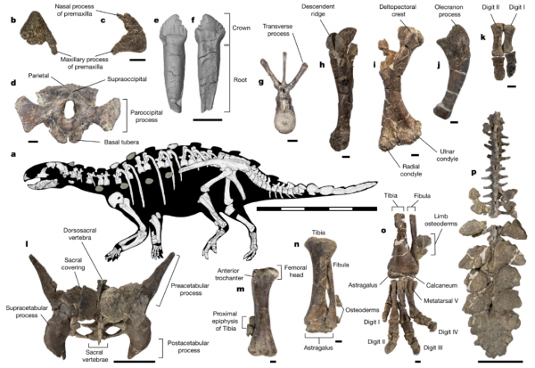 這隻恐龍，尾巴上長了一把“黑曜石鋸劍”