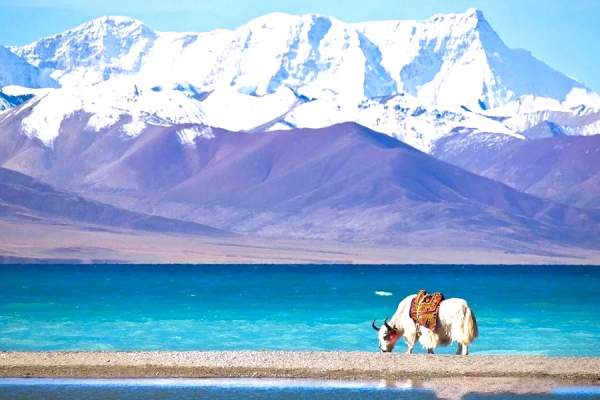 去全國八大最美賞雪地,吃肉喝酒快活賽神仙 去全國八大最美賞雪地,吃肉喝酒快活賽神仙