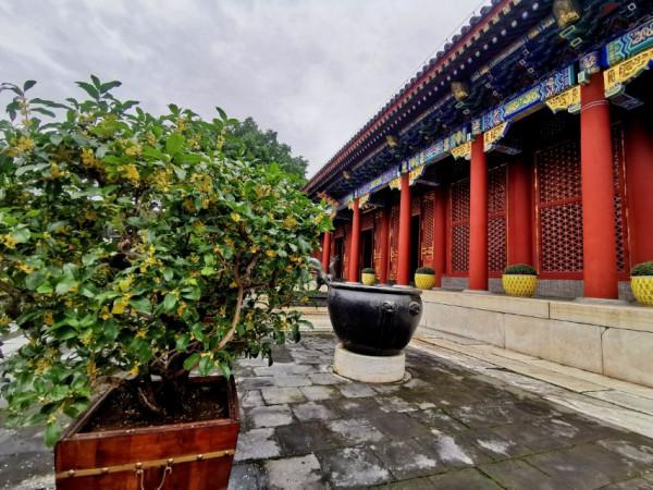 2021中秋佳節 頤和園中賞桂花