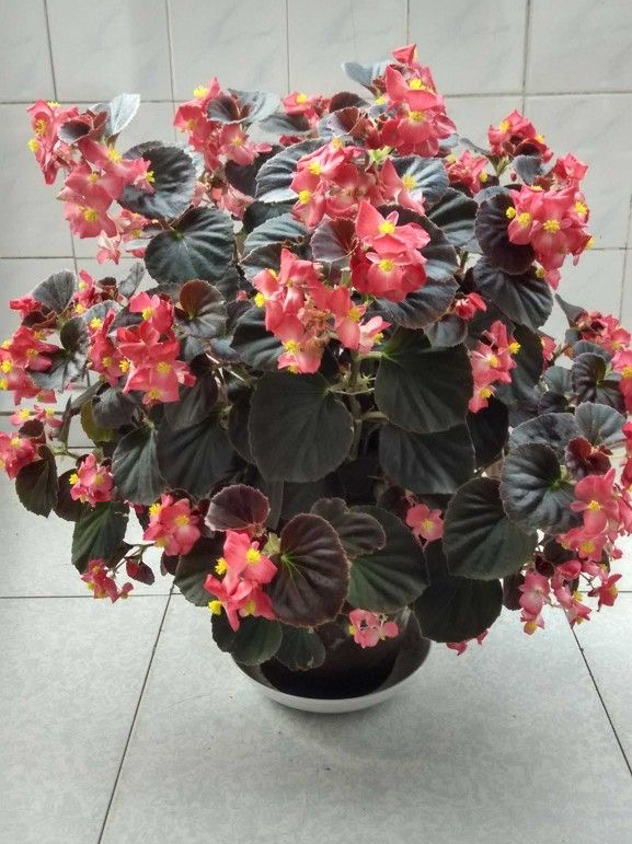 四季海棠不開花?做好3點,葉片多花也多,一直開,很鮮豔 四季海棠不開花?做好3點,葉片多花也多,一直開,很鮮豔