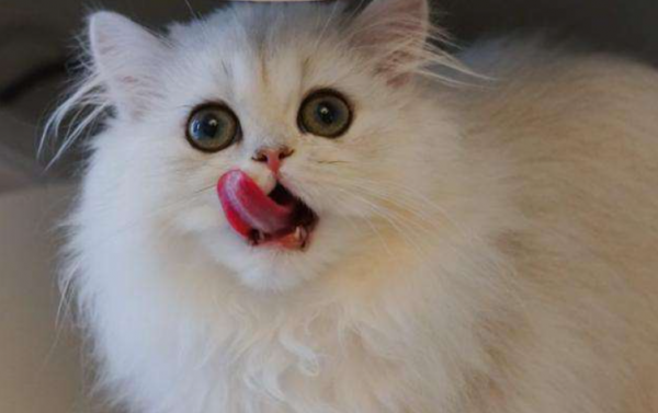 長期喂這些食物,會讓金吉拉身體“垮掉” 長期喂這些食物,會讓金吉拉身體“垮掉”