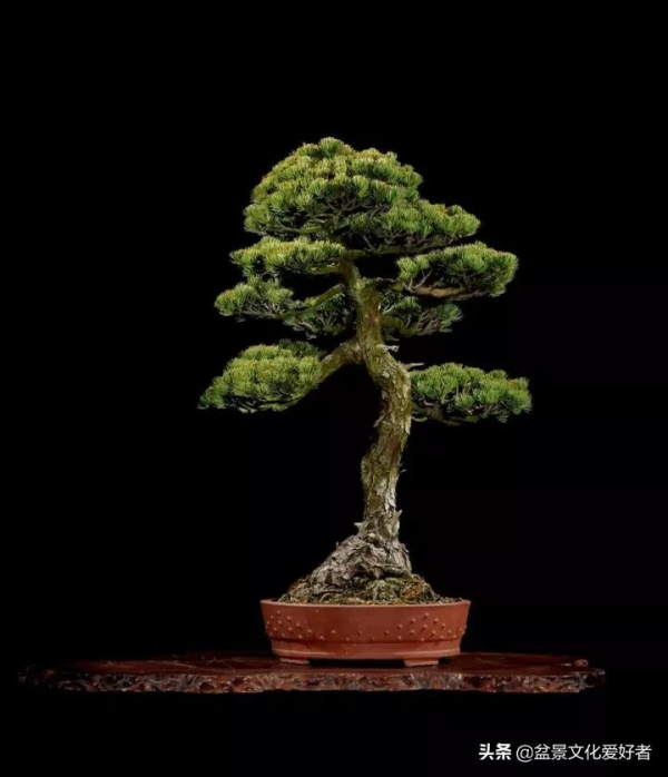 最美的文人盆景，妙不可言