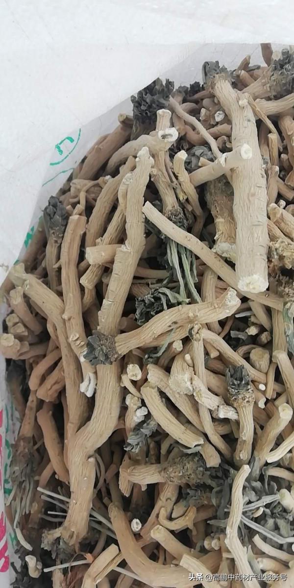 高鵬說藥材：近期甘肅地產藥材品種人氣上升，後市看漲