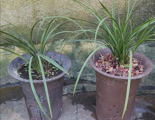 9月養蘭花,給它做好3個關鍵養護,才能抽箭長花苞 9月養蘭花,給它做好3個關鍵養護,才能抽箭長花苞