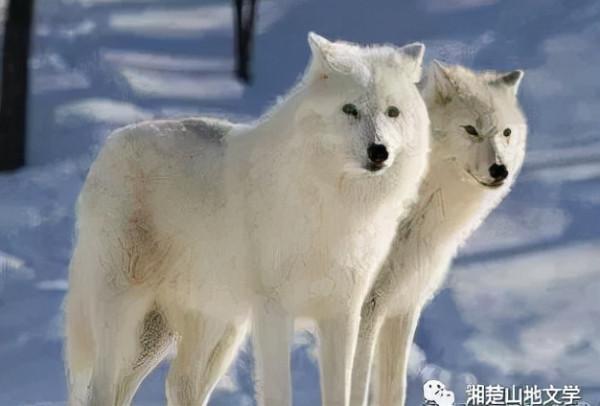 戈壁灘裡,我們遭遇狼群 戈壁灘裡,我們遭遇狼群