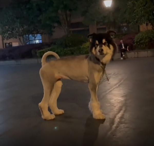 花了300塊給狗子剃毛，一段時間後主人卻自卑了：養的真不是驢