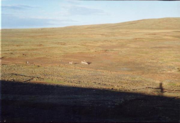 單車青藏行圖文遊記二十八（北麓河的藏羚羊）
