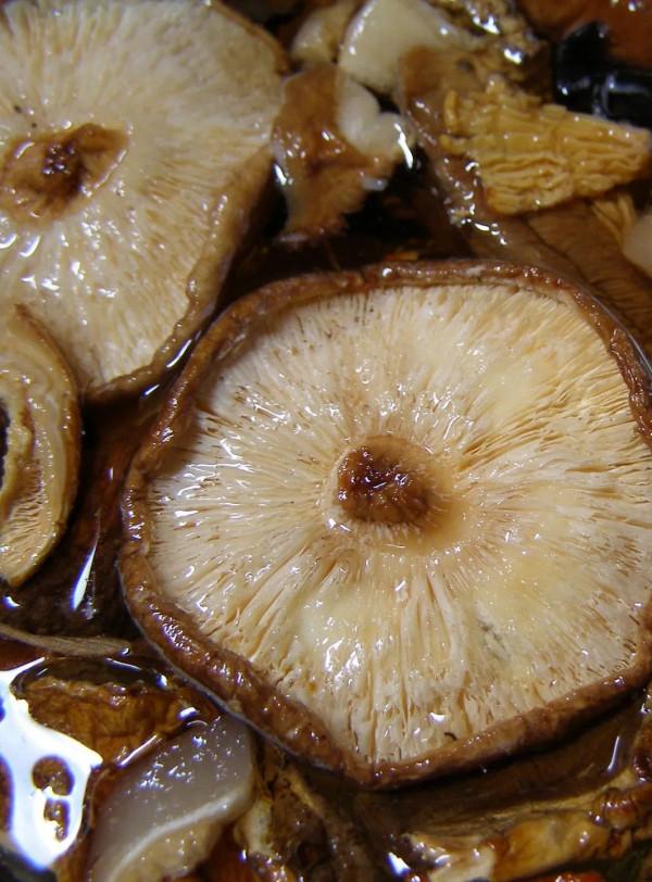 能迅速解膩、降脂、刮油的蔬菜有哪些？