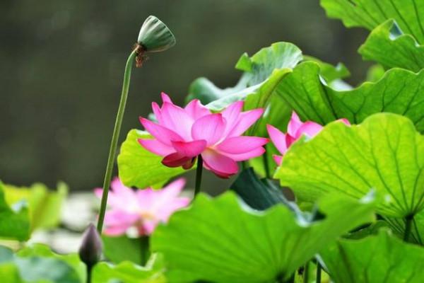 5首寫盡相思的極品古詩詞，道出愛情真諦，千百年來流傳不朽