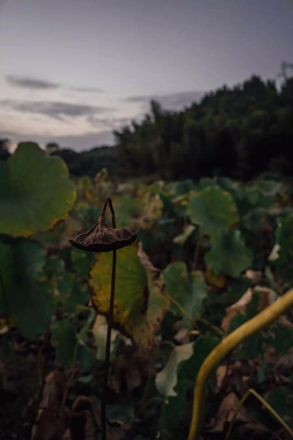歸隱田園,中國人永遠的夢 歸隱田園,中國人永遠的夢