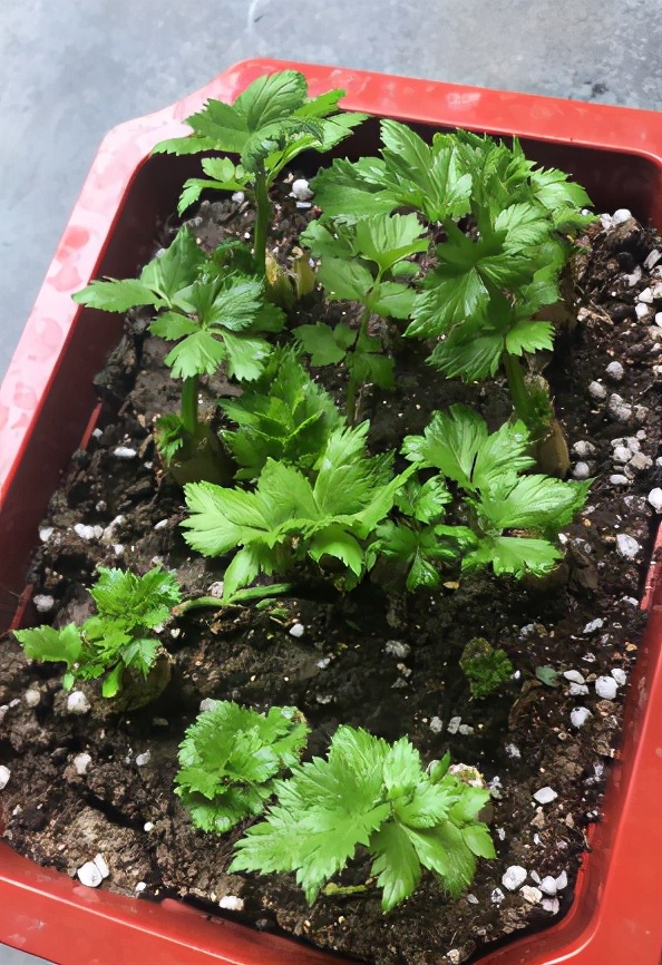 一塊生薑埋土裡,長出“姜崽芽”,兩個月能長1米高 一塊生薑埋土裡,長出“姜崽芽”,兩個月能長1米高