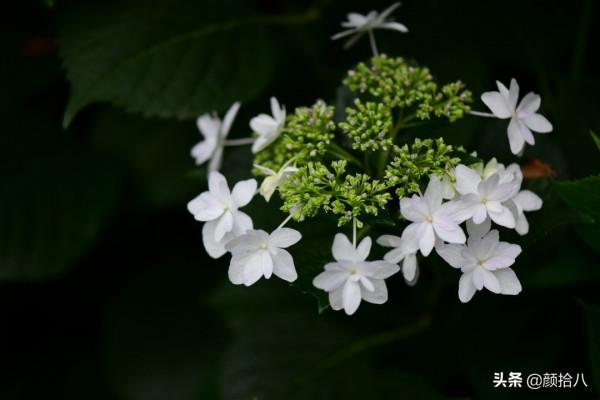 冬日裡依舊盛開的大花繡球，白色天使 | 園丁