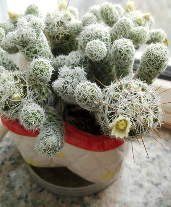 多肉長壞了別扔!剪一剪砍一砍,原地就能“滿血復活” 多肉長壞了別扔!剪一剪砍一砍,原地就能“滿血復活”