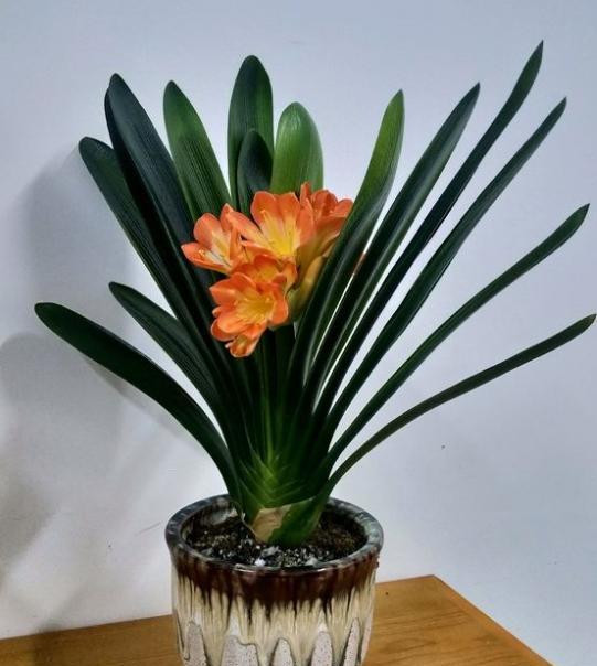 5種“漂亮花”,別隨便曬太陽,曬得越多,開花越少,別弄反了 5種“漂亮花”,別隨便曬太陽,曬得越多,開花越少,別弄反了