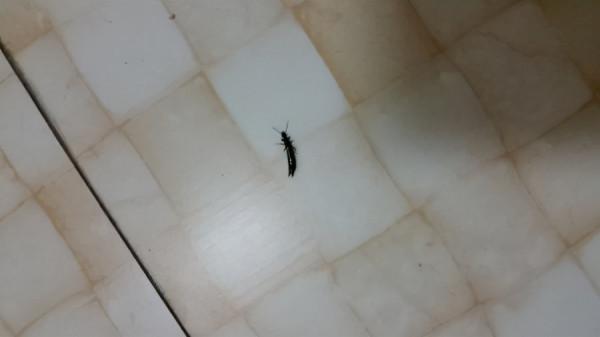 衛生間有蟲子怎麼辦?只需用這4個方法,輕鬆去除蟲子 衛生間有蟲子怎麼辦?只需用這4個方法,輕鬆去除蟲子