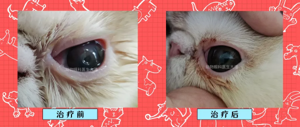 加菲貓角膜潰瘍，眼睛有凹陷的治療
