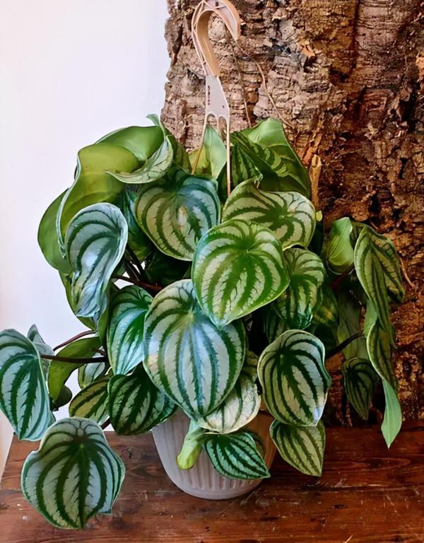 純乾貨 | 養花人必知的20條常識,收好了 純乾貨 | 養花人必知的20條常識,收好了