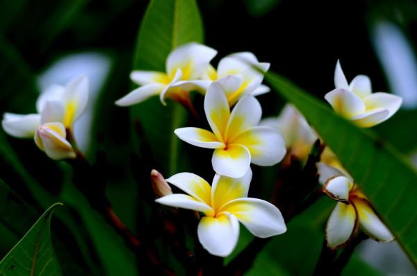 這些花名字不好聽,卻是神仙顏值!網友:真的被名字耽誤了一生 這些花名字不好聽,卻是神仙顏值!網友:真的被名字耽誤了一生