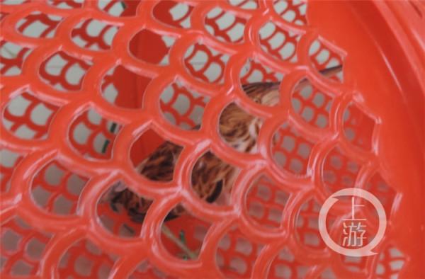 一遇危險就變“植物”你見過這種怪鳥嗎？