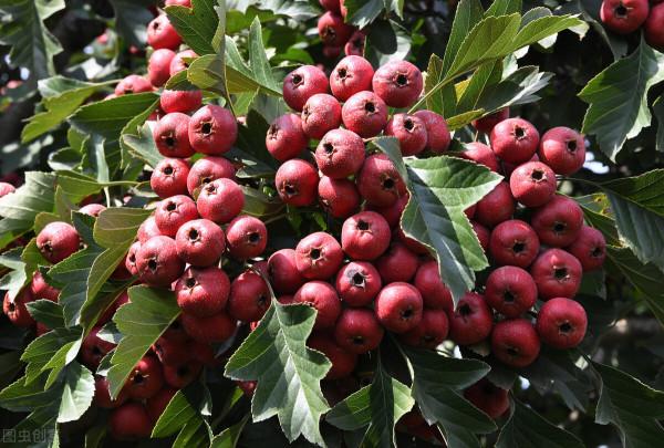 中秋節來臨,這8種“秋果”要多吃,一家人團圓必備,潤肺降秋燥 中秋節來臨,這8種“秋果”要多吃,一家人團圓必備,潤肺降秋燥