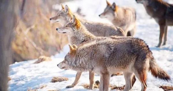 遠去的小鐵包金(一個關於藏獒的感人故事) 遠去的小鐵包金(一個關於藏獒的感人故事)