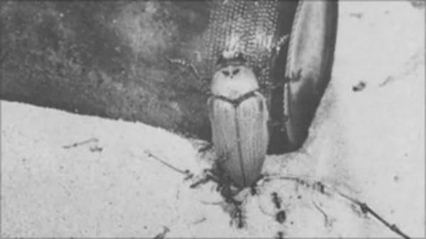 麥旋風殺“人”事件？人工製品對自然的影響有多大？