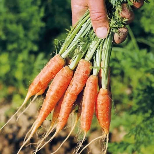 小冬瓜西瓜捲心菜……迷你蔬果的來歷你都瞭解嗎? 小冬瓜西瓜捲心菜……迷你蔬果的來歷你都瞭解嗎?