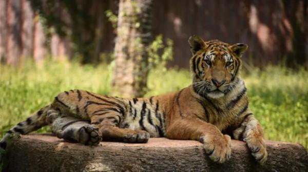 它們來啦!羊駝、設特蘭矮馬、浣熊等一大波萌寵,等你來圍觀 它們來啦!羊駝、設特蘭矮馬、浣熊等一大波萌寵,等你來圍觀