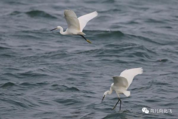 海南鳥事之四 孤島歸鷺