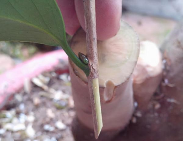 “桂花”嫁接“小葉冬青”,變成“開花機器”,200米內都香 “桂花”嫁接“小葉冬青”,變成“開花機器”,200米內都香