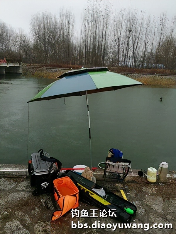 寒潮風雨襲膠河，大板鯽魚護中來