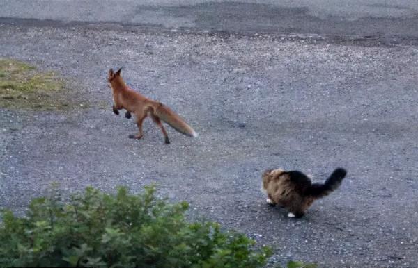 世界上只有兩種貓，俄羅斯的貓，和其他貓