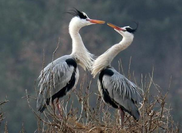 聊齋故事：萬物有靈性，飛鳥也會報仇，切莫輕易傷害