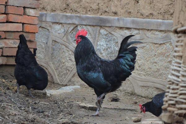 12種好吃的土雞品種，可真比“肉雞”香多了，看看有你家鄉的沒？