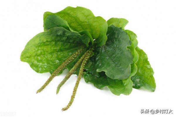 農村人用來餵豬的這些野草都是中藥材，難怪豬長得好又不生病