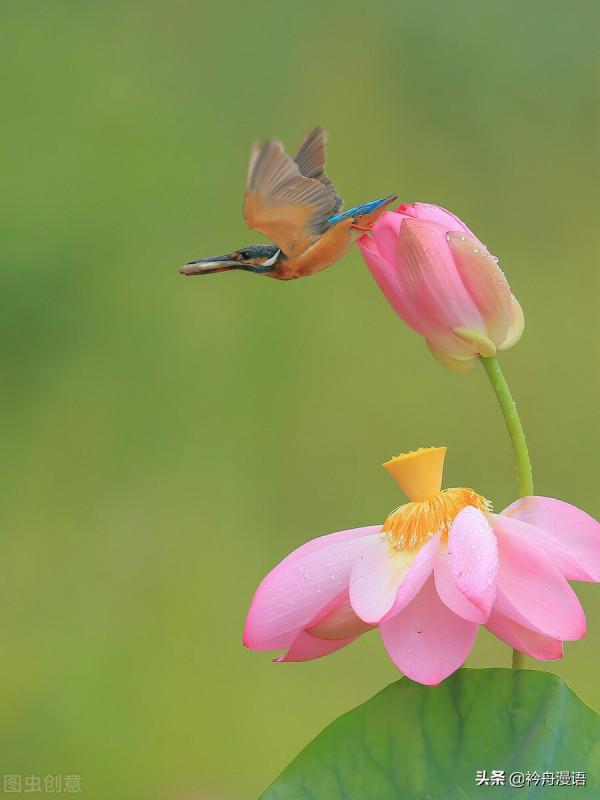 荷花與鳥兒的美麗邂逅