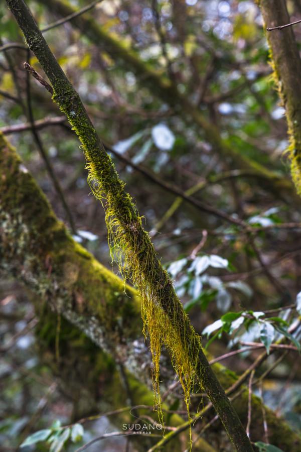 &OpenCurlyDoubleQuote;湖北西大門&rdquo;有多神秘？北緯30度的原始森林中，相傳有巴神洞