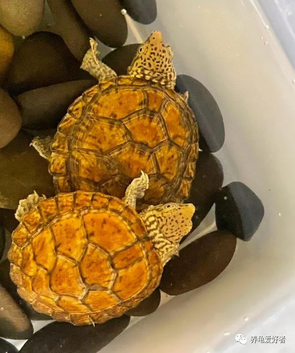 平臺新政,買龜是不是有了更多的撿漏機會? 平臺新政,買龜是不是有了更多的撿漏機會?