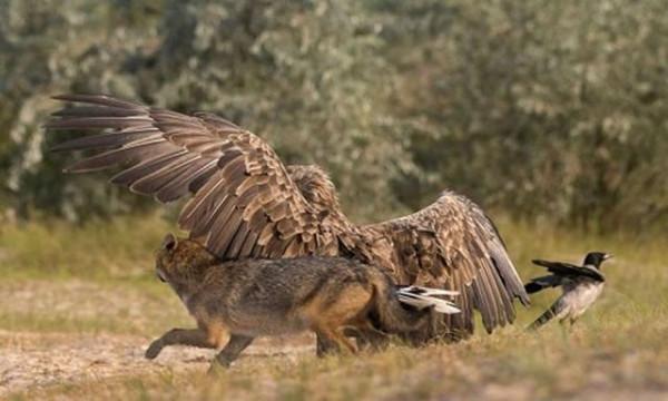 母狼卓瑪：孤狼獨自養育幼崽，卻遭金雕襲殺，母狼潛伏數月終復仇