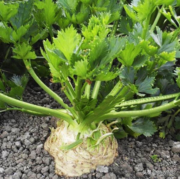 從外國引進的芹菜，長得像蘿蔔，農村小夥兩棵賣68元