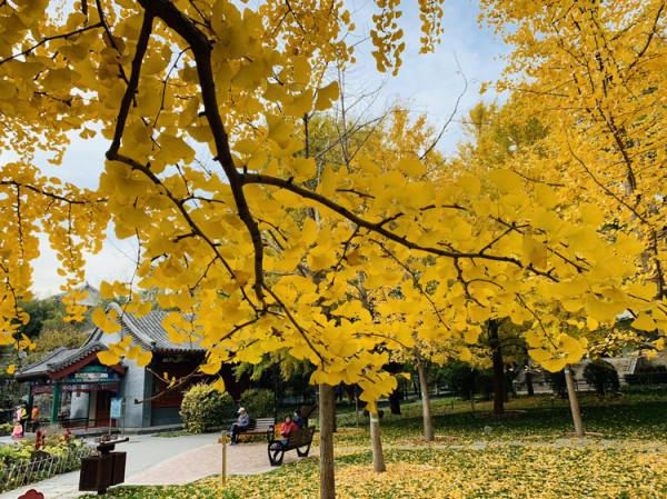 北京一公園私藏“絕美”秋景,不收門票適合遛娃,地鐵4號線直達 北京一公園私藏“絕美”秋景,不收門票適合遛娃,地鐵4號線直達