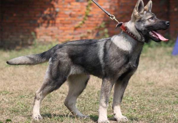 昆明犬這麼優秀,難怪那麼多人喜歡 昆明犬這麼優秀,難怪那麼多人喜歡