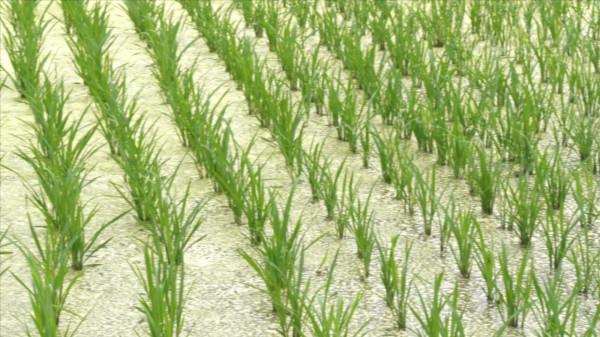 今年極端天氣,玉米受災嚴重,為啥還是豐收年?農戶有疑惑 今年極端天氣,玉米受災嚴重,為啥還是豐收年?農戶有疑惑