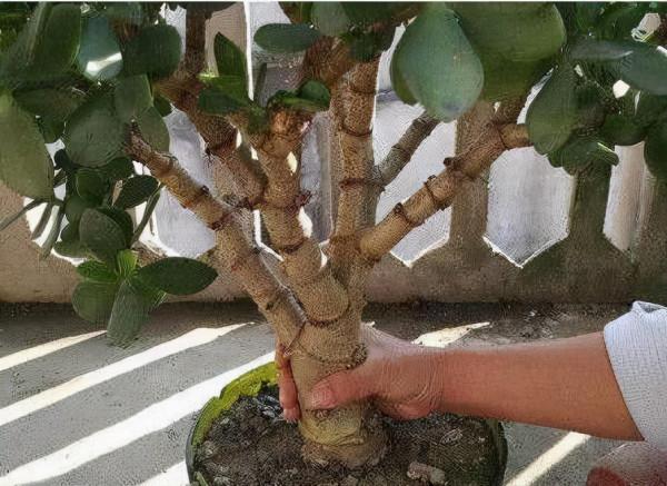 金枝玉葉,這幾“刀”一剪,飛快木質化,越養越“粗大”壯如手腕 金枝玉葉,這幾“刀”一剪,飛快木質化,越養越“粗大”壯如手腕