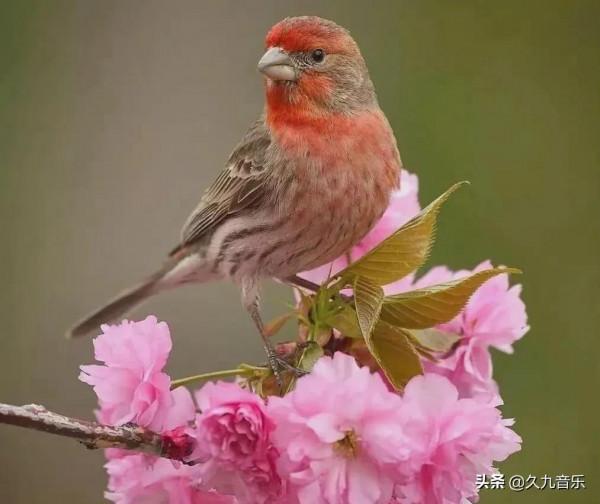 自然界最古靈精怪的精靈