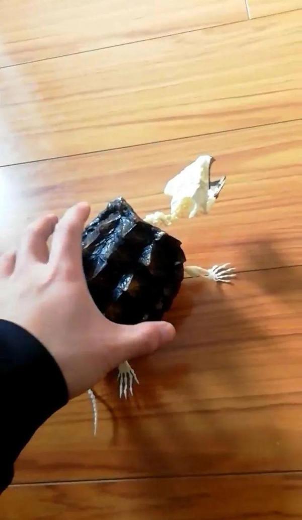 漏電掛了一隻大鱷